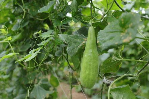 溧阳人吃瓜,探寻地方特色美食的传承与创新